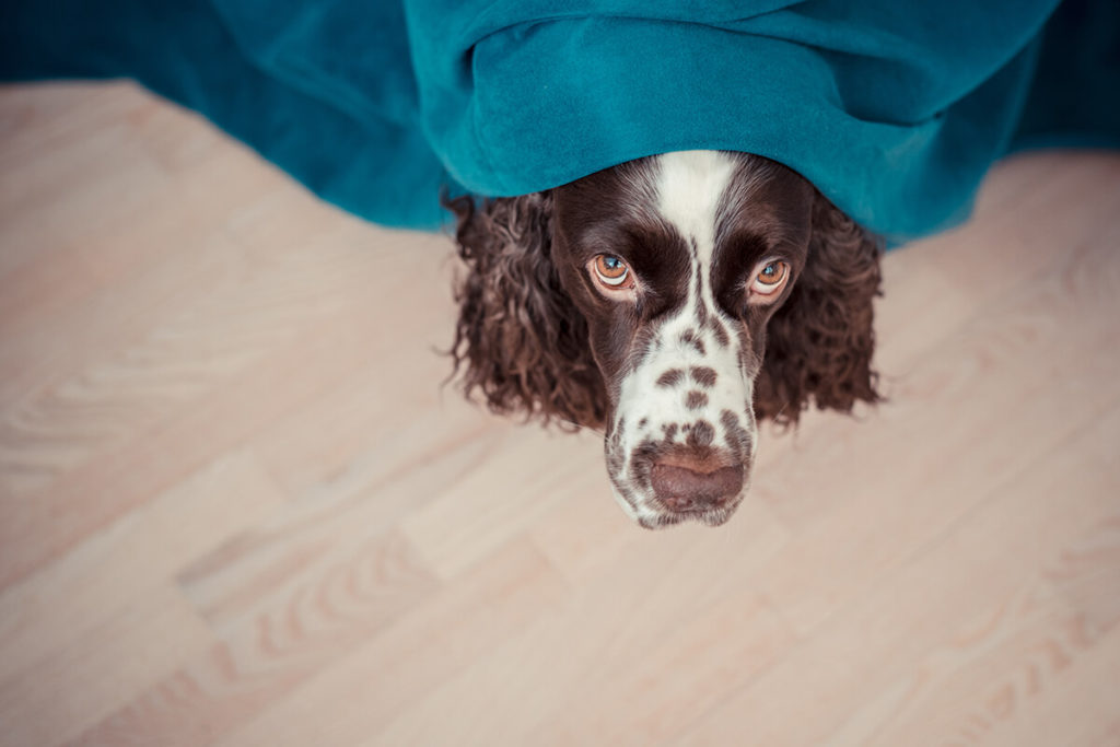 Pets-Solutions-CBDBotanicalTherapy